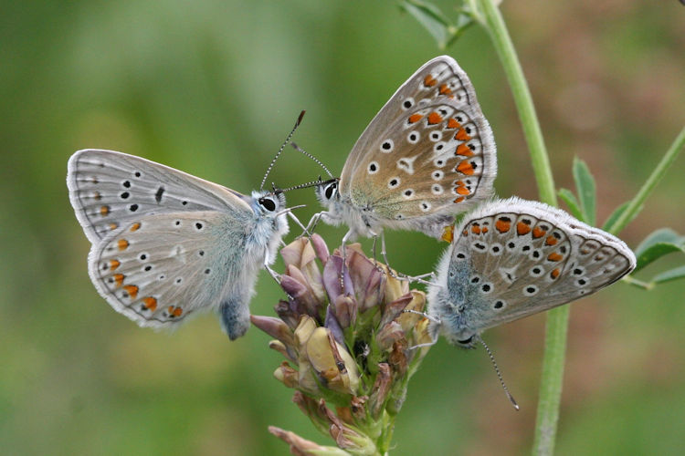 Polyommatus icarus: Bild 78