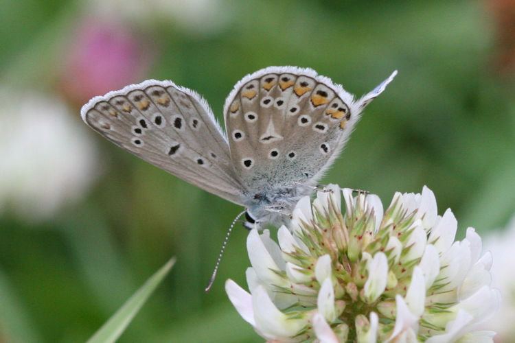 Polyommatus icarus: Bild 35