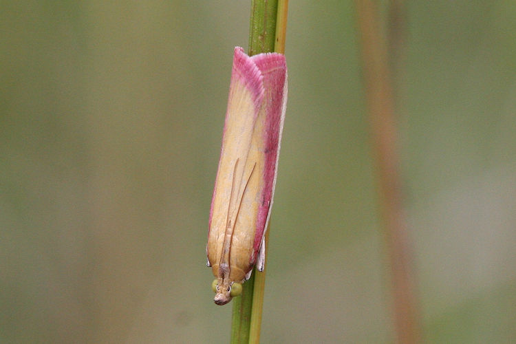 Oncocera semirubella: Bild 1