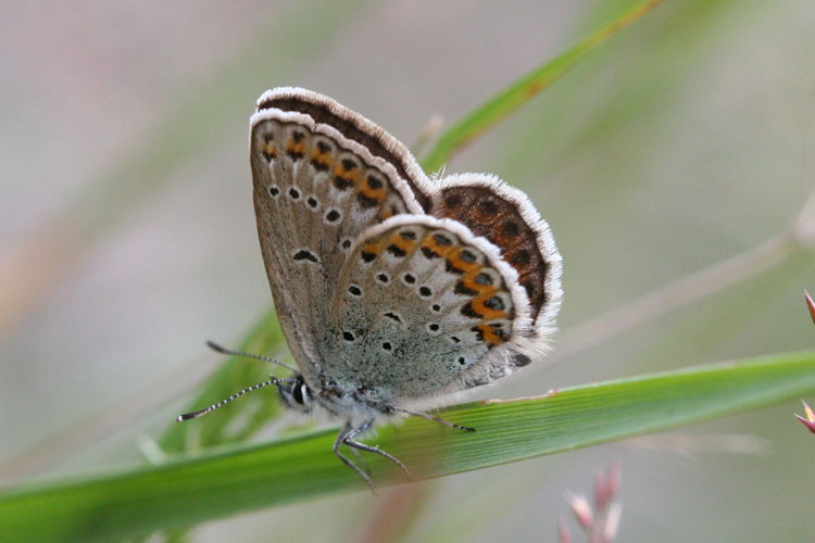 Plebejus idas: Bild 21