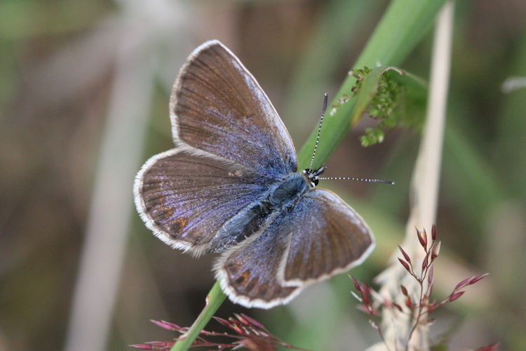 Plebejus idas: Bild 9