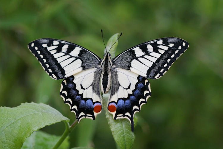 Papilio machaon: Bild 2
