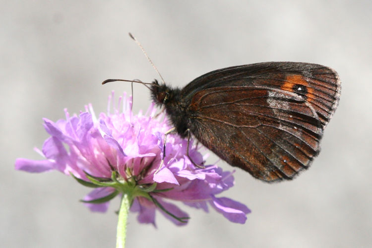 Erebia aethiops: Bild 8