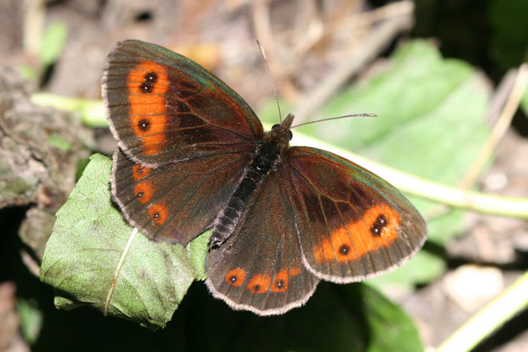 Erebia aethiops: Bild 2