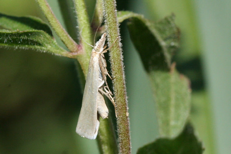 Crambus perlellus: Bild 2