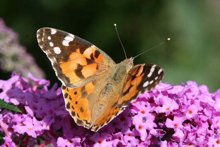 Vanessa cardui: Bild 3