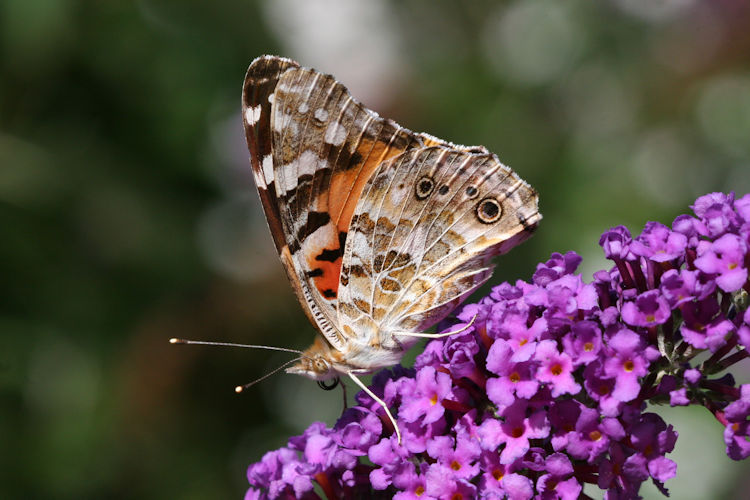 Vanessa cardui: Bild 25