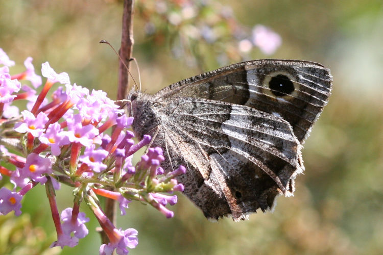 Hipparchia statilinus: Bild 4