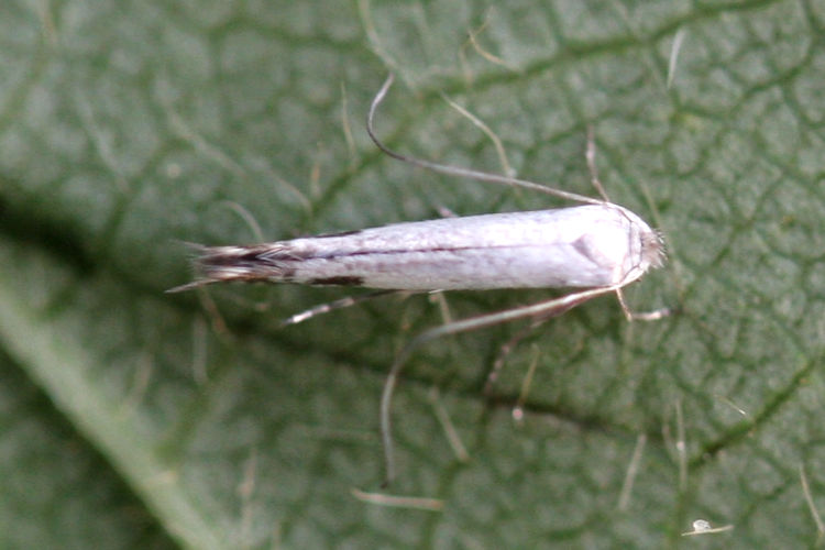 Lyonetia clerkella: Bild 2