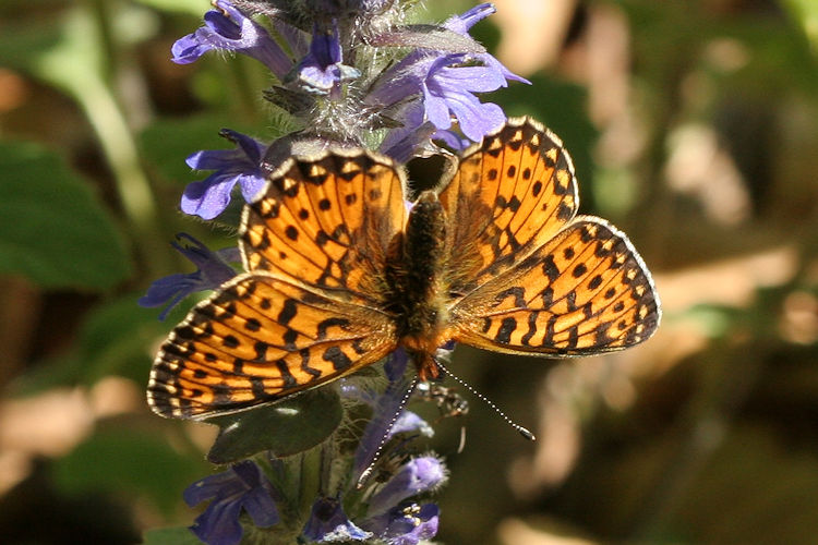 Boloria euphrosyne: Bild 8