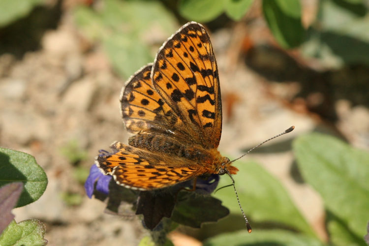 Boloria euphrosyne: Bild 6