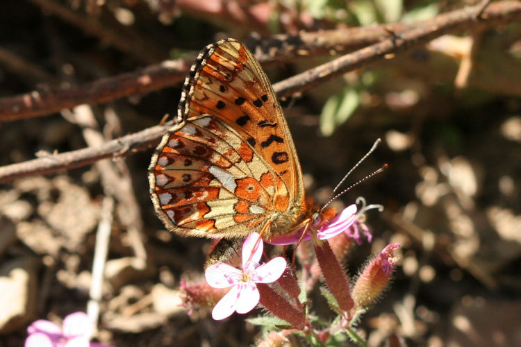 Boloria euphrosyne: Bild 13