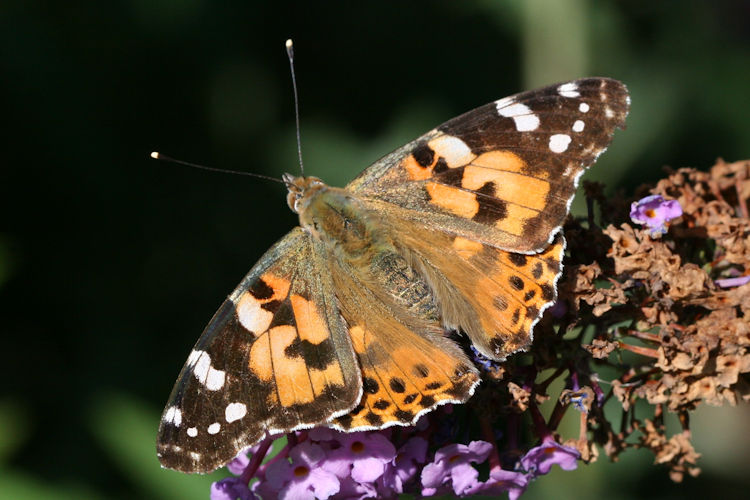 Vanessa cardui: Bild 12