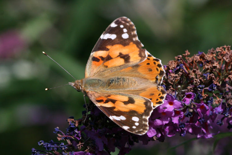 Vanessa cardui: Bild 13