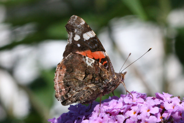 Vanessa atalanta: Bild 20