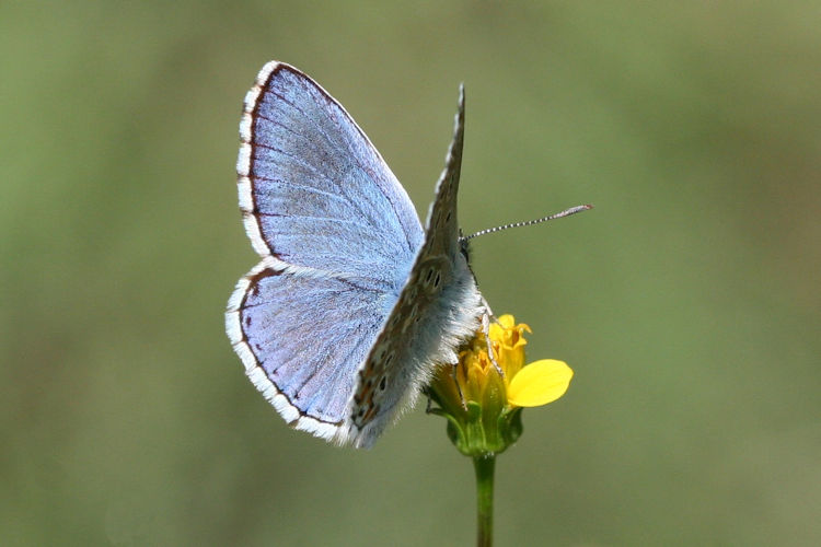 Lysandra bellargus: Bild 7