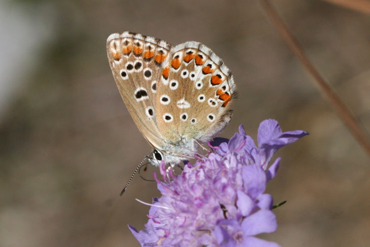 Lysandra bellargus: Bild 45