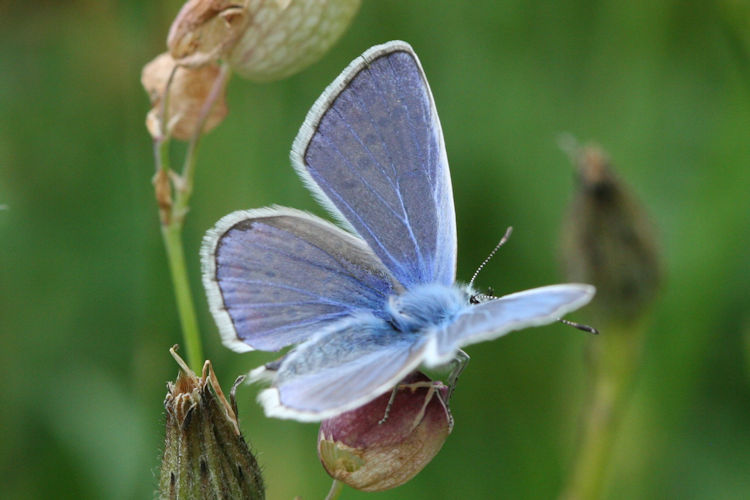 Polyommatus icarus: Bild 7