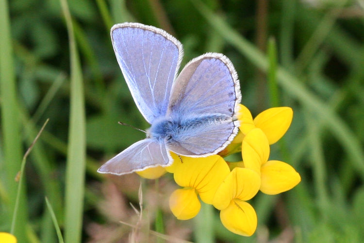 Polyommatus icarus: Bild 8