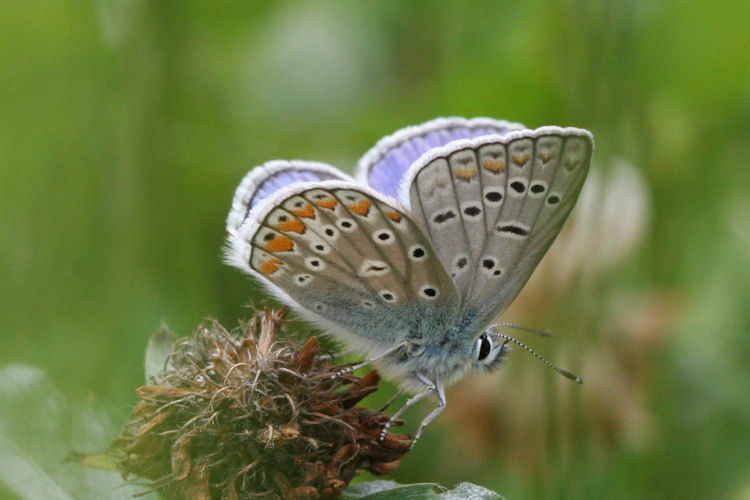 Polyommatus icarus: Bild 38