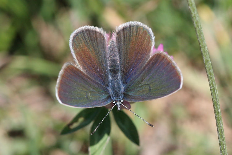 Cyaniris semiargus: Bild 12