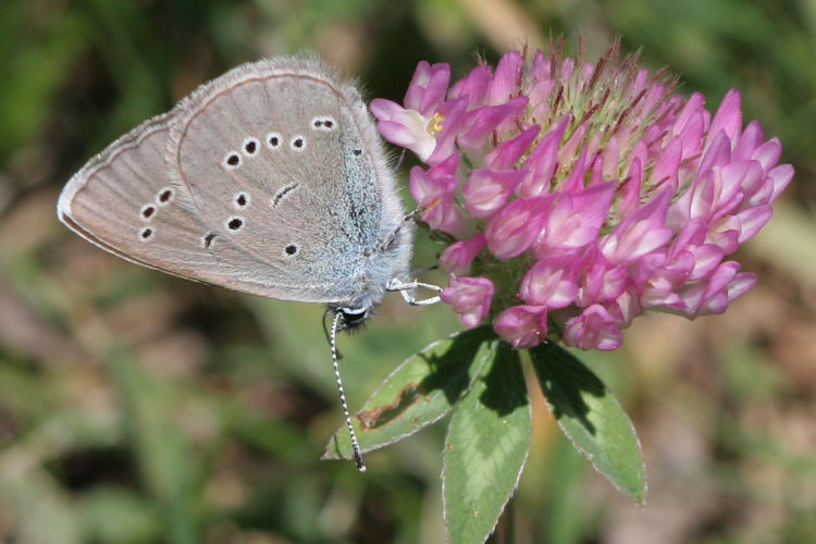 Cyaniris semiargus: Bild 22