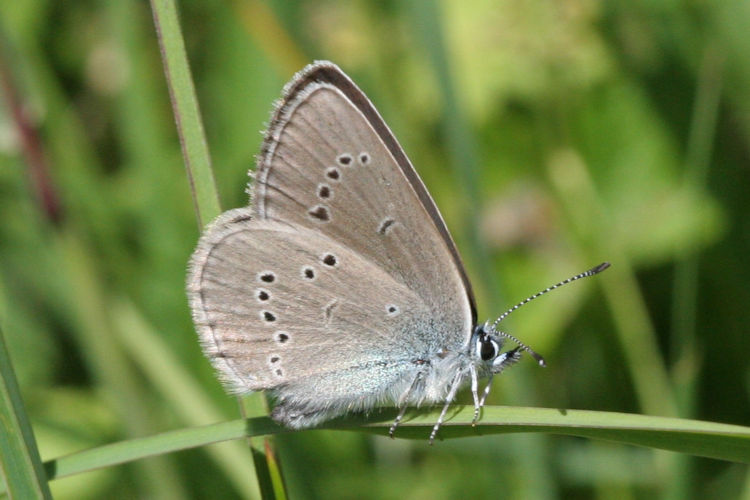 Cyaniris semiargus: Bild 23