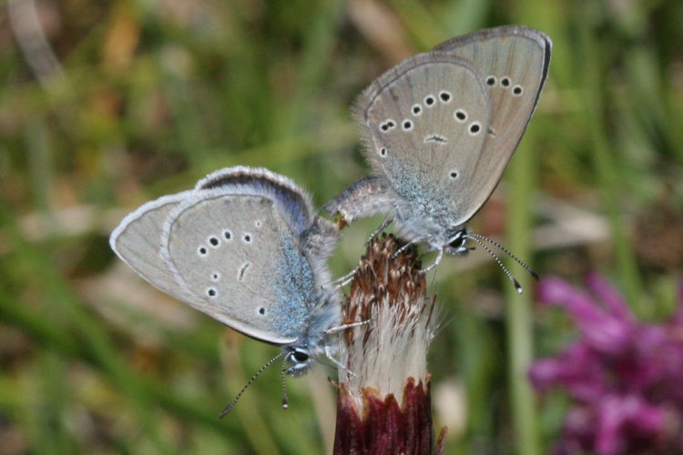 Cyaniris semiargus: Bild 26