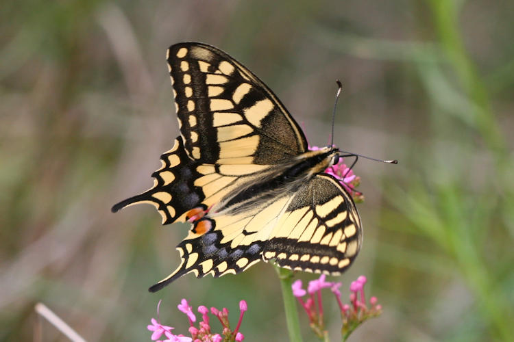 Papilio machaon: Bild 6