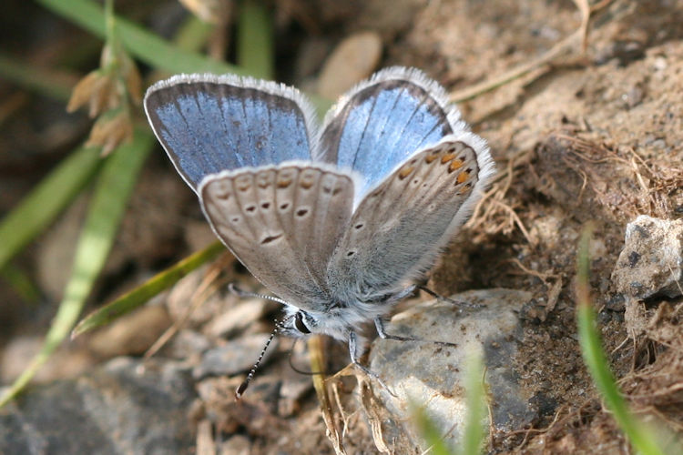 Polyommatus eros: Bild 12