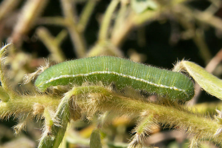 Colias myrmidone: Bild 4