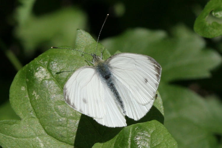 Pieris napi: Bild 2