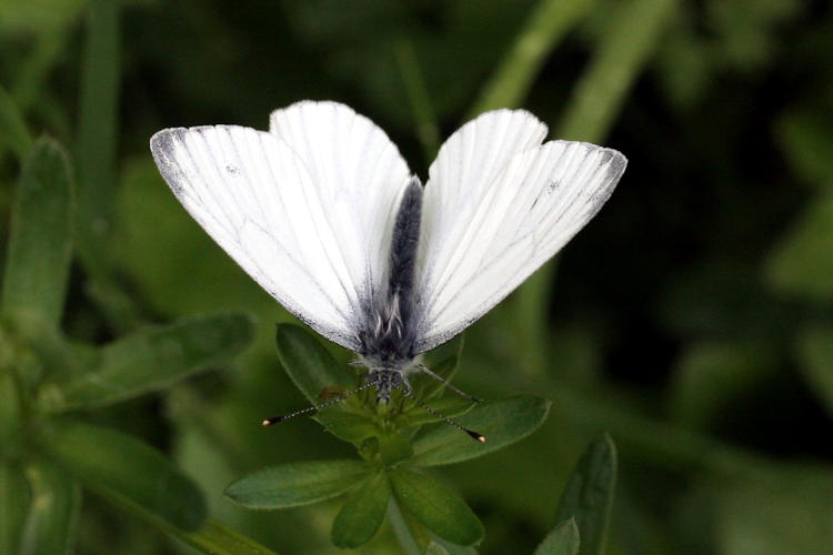 Pieris napi: Bild 3