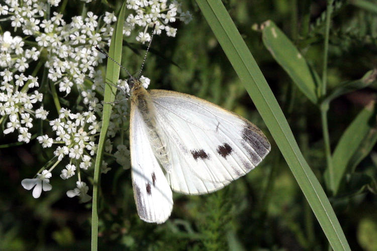 Pieris napi: Bild 13