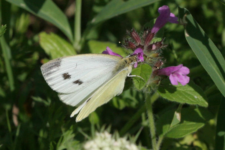 Pieris napi: Bild 14