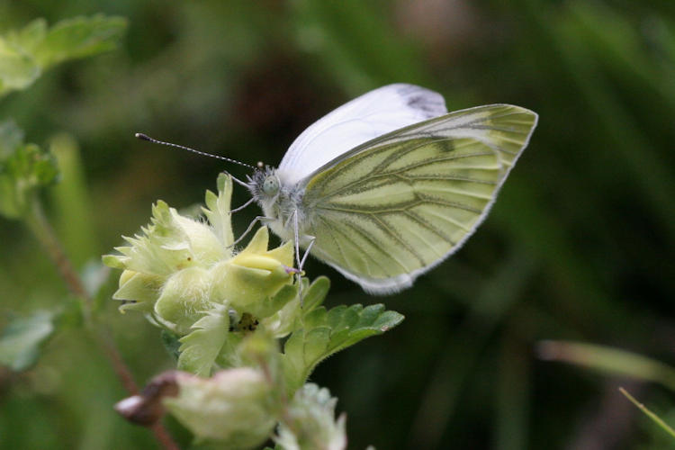 Pieris napi: Bild 23