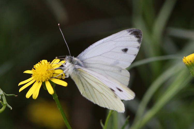 Pieris napi meridionalis: Bild 1