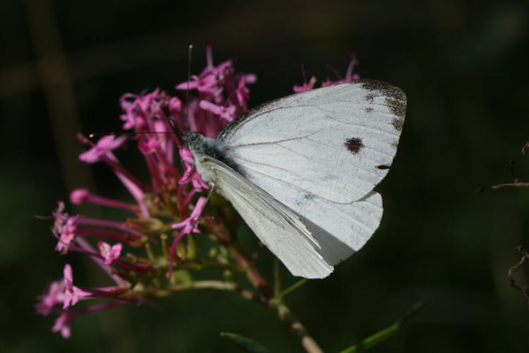 Pieris napi meridionalis: Bild 2