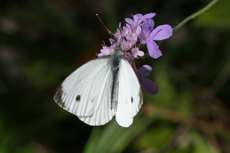 Pieris napi meridionalis: Bild 3