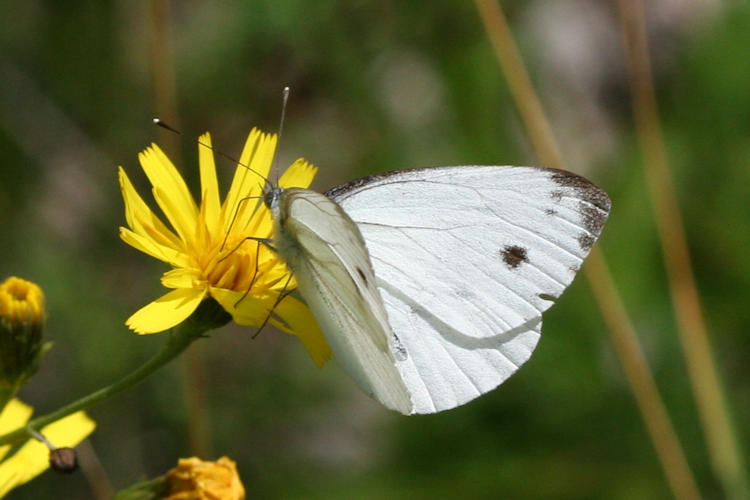 Pieris napi meridionalis: Bild 4