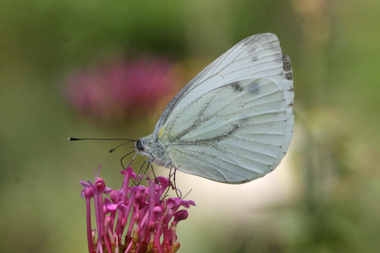 Pieris napi meridionalis: Bild 13