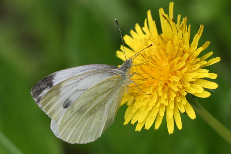 Pieris napi meridionalis: Bild 14