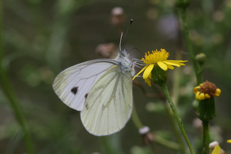 Pieris napi meridionalis: Bild 15