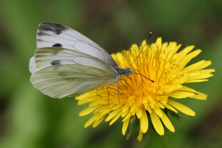 Pieris napi meridionalis: Bild 17