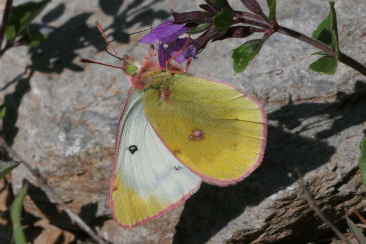 Colias phicomone: Bild 4