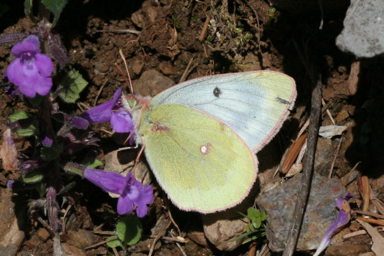 Colias phicomone: Bild 5