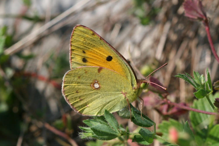 Colias crocea: Bild 19