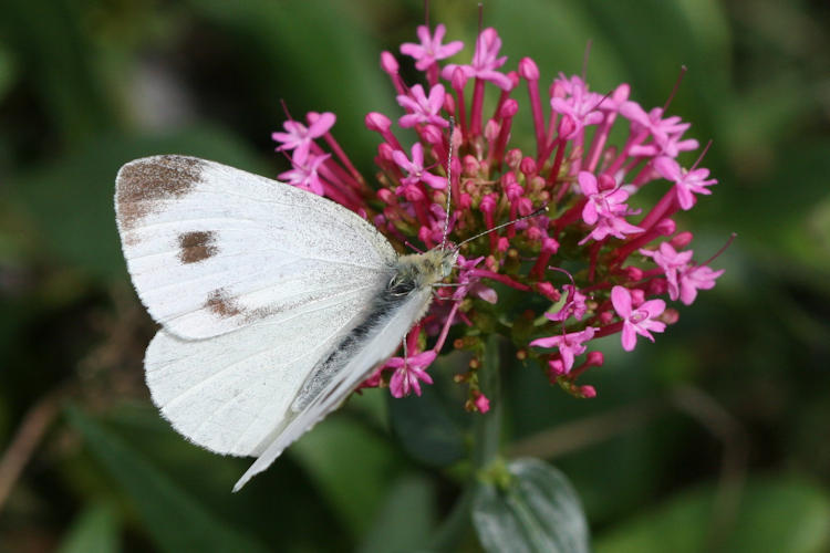 Pieris mannii alpigena: Bild 26