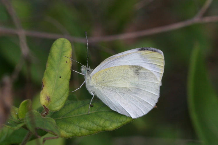 Pieris mannii alpigena: Bild 68