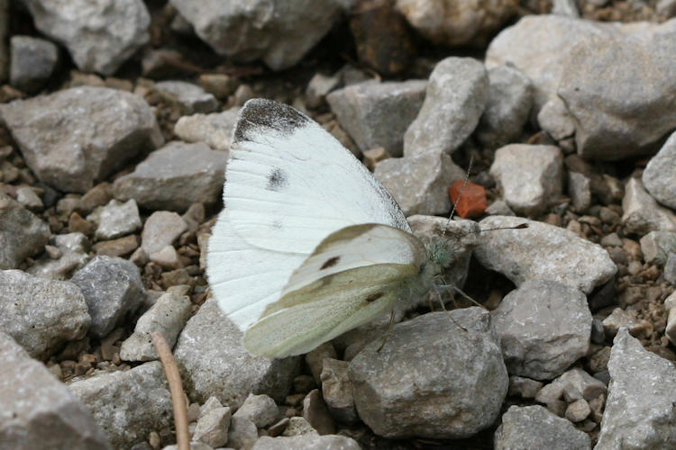 Pieris mannii alpigena: Bild 2